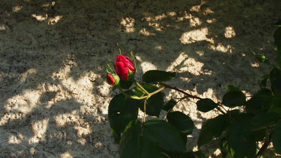 Others 3, La Bastide Portoly B&B "Pruneaux", Lot-et-Garonne