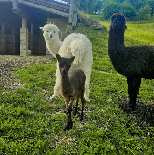 Others 4, Adventure Farm, Štore
