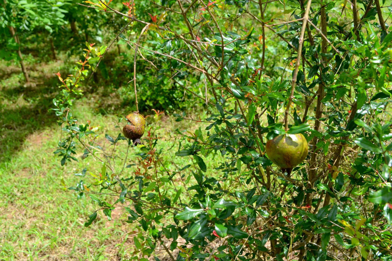 Others 3, Dilsara Holiday Resort, Nochchiyagama