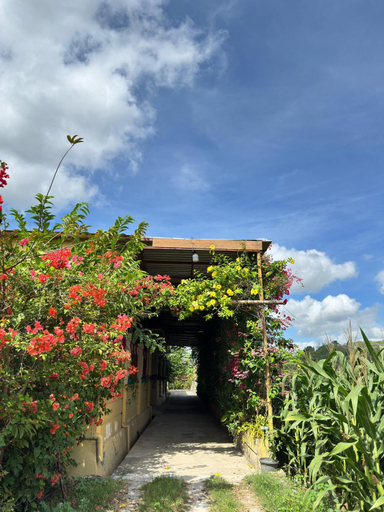 Others 5, Bougenville Homestay, Lombok