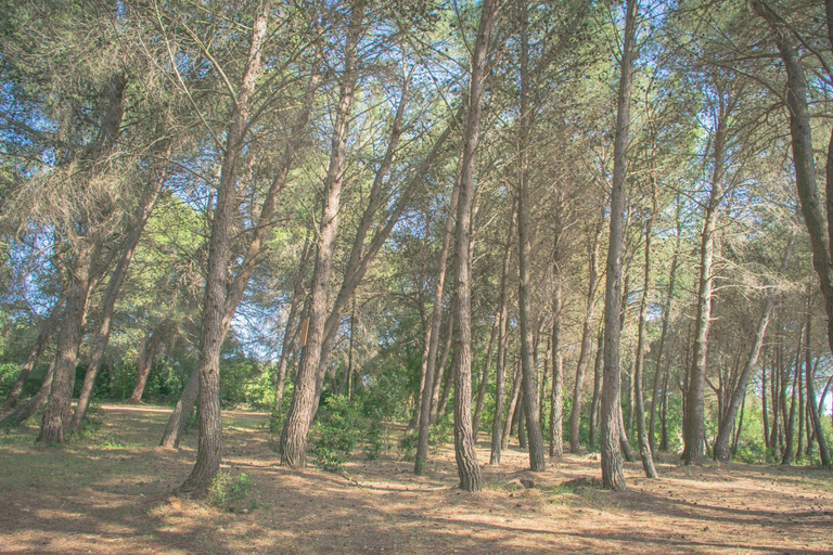 Others 4, Ad un passo da Cisternino - Trulli con Foresta, Bici e BBQ, Brindisi