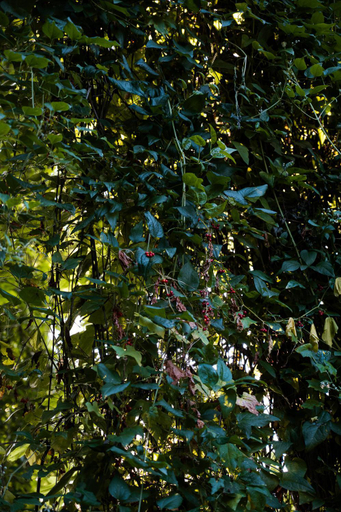 Others 5, Borgo Tarapino, Ferrara