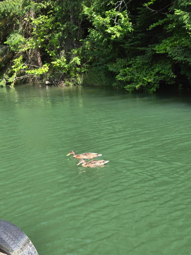 Others 3, Simply zen, Bistrita Bargaului