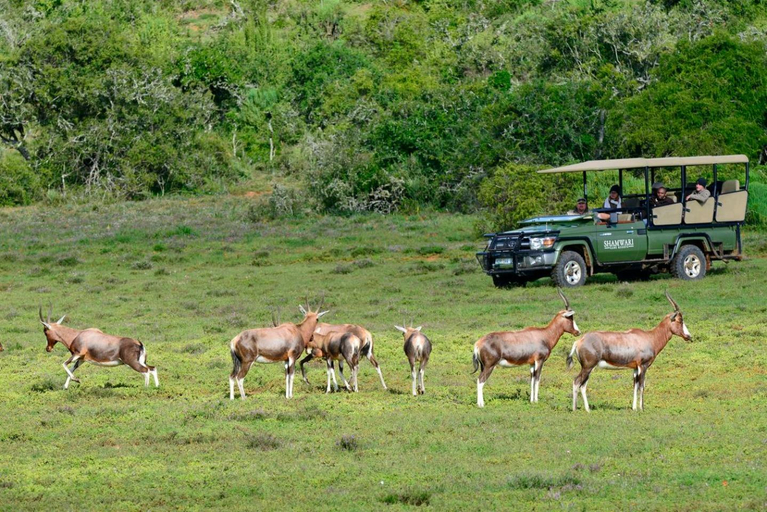 Others 4, Shamwari Bayethe, Cacadu