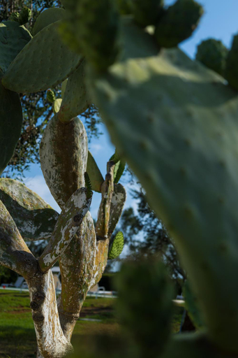 Garden 2, Masseria Monache, Brindisi