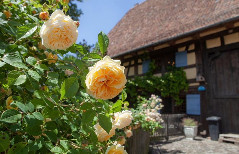 Food & Drinks 4, The historic Vogtshof - romantic fenced garden, Rottweil