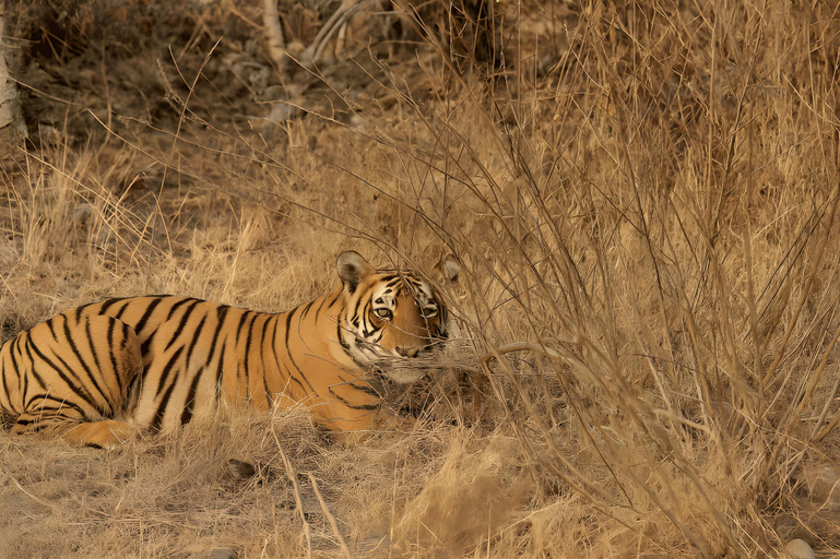 Bedroom 3, Tiger Safari Lodge, Sehore