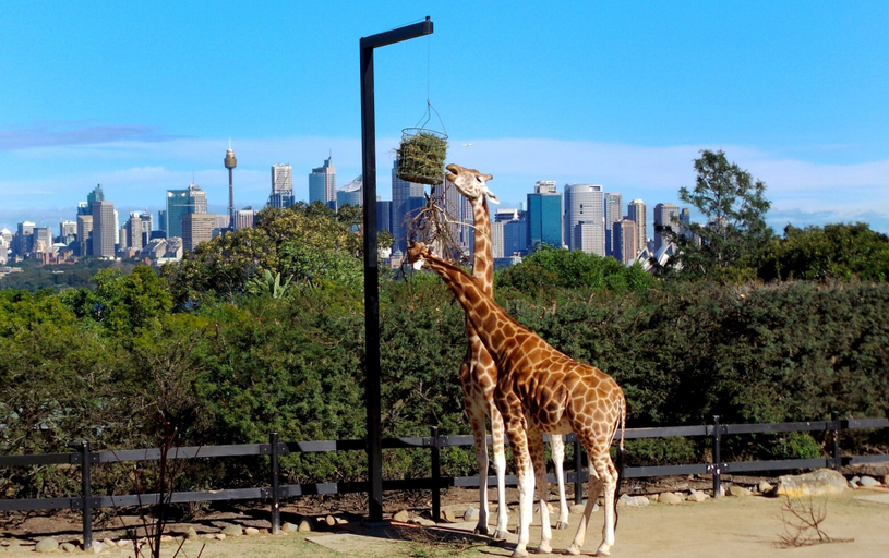 View from property, Professional Living Minutes From the City, Sydney