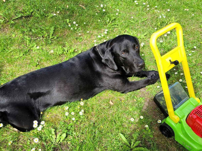 Pet-friendly 5, 5 Star Holiday Home in Ostermarie, Bornholm