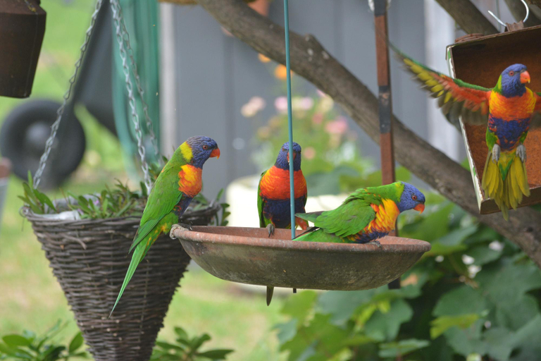 Surrounding environment 3, Cosy Sun-Filled Cottage, Tenterfield