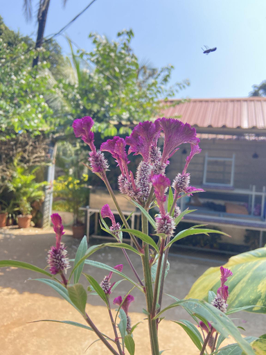 Others 5, CASA DE SAZU, North Goa