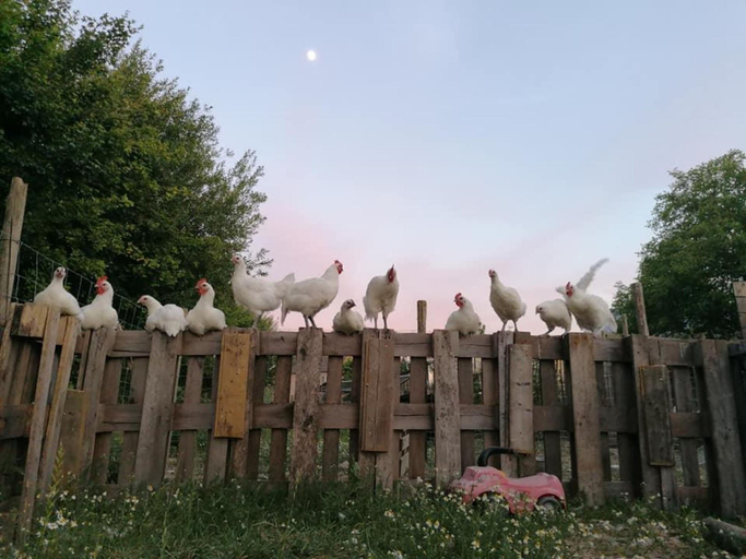 Property grounds 5, Apartment With a View of Alpacas, Limburg