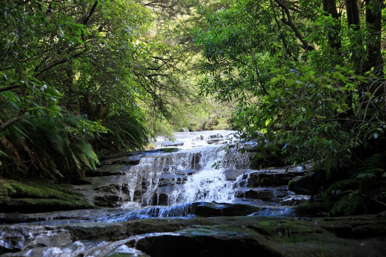 View from property, Explore the Blue Mountains on Foot, Blue Mountains