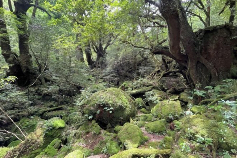 Others 4, Racine Yakushima, Yakushima