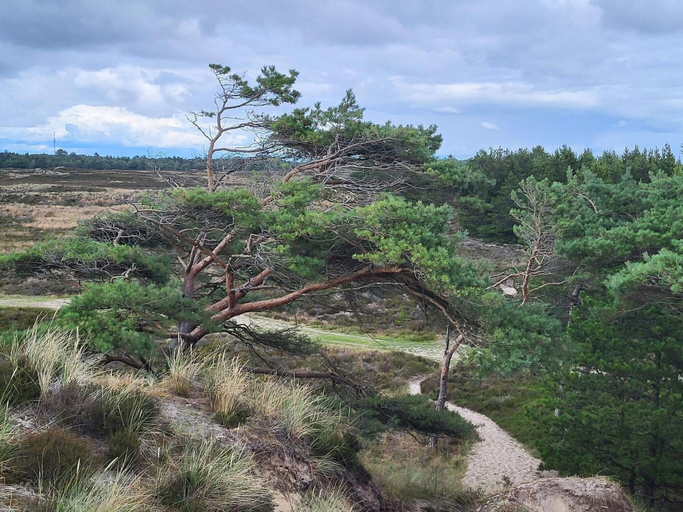 Others 5, 6 Person Holiday Home in Romo, Tønder