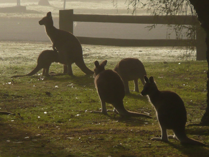 Others 5, Pinnacle Holiday Lodge, N. Grampians - Stawell