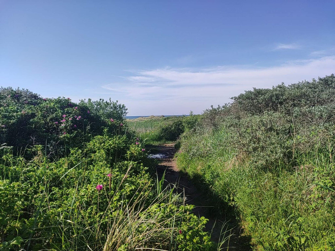 Others 5, 6 Person Holiday Home in Albaek, Frederikshavn