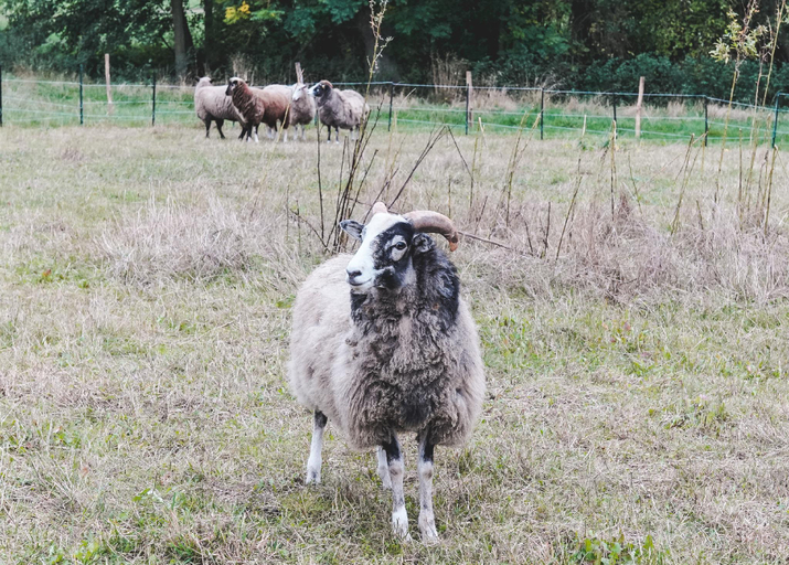 Others 4, Ferienhof Elmenhorst, Nordwestmecklenburg