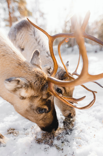 Game viewing 4, Halo Igloos - Private Sauna & Hot Tub, Lapland