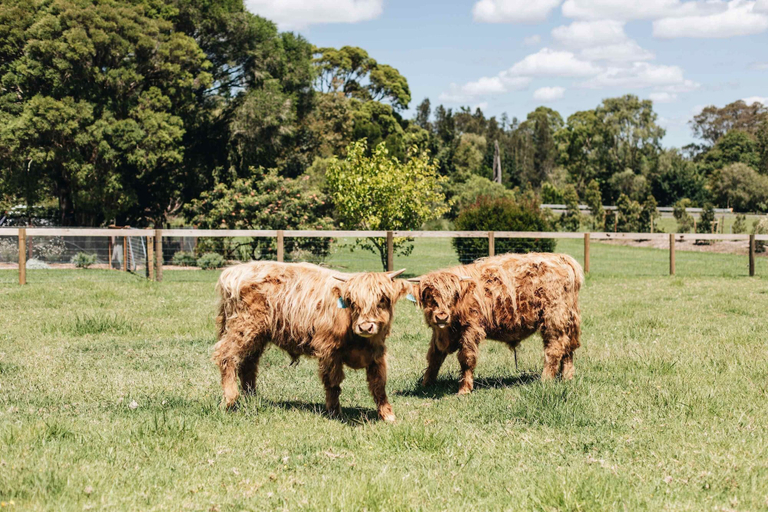 Room 3, Moraea Farm Suite in Berry, Shoalhaven - Pt B