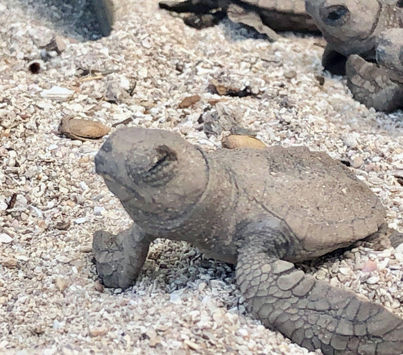 Exterior 3, Turtle Beach Sanctuary Utila, Utila