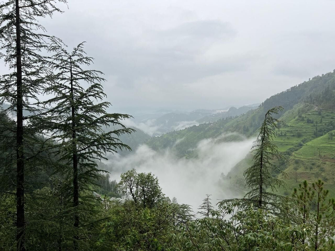 Others 5, The Jungle Story By Headquarter, Shimla