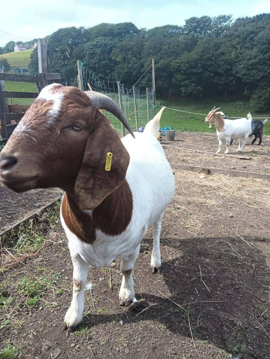 Miscellaneous 3, Cabin at Animal Rescue Sanctuary - Sleeps 2, Lancashire