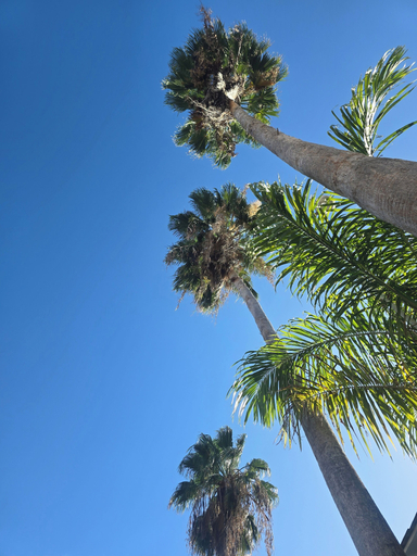 Others 5, Sea Shell Palms