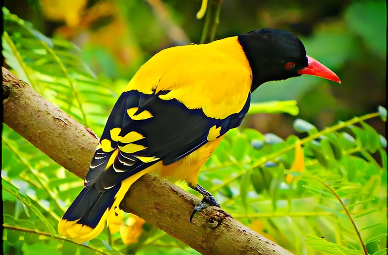 Others 3, Bird View Resort Anawilundava, Arachchikattuwa PS