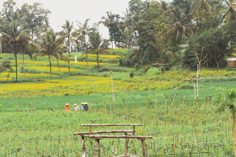 Others 5, Gubug Ijen, Banyuwangi