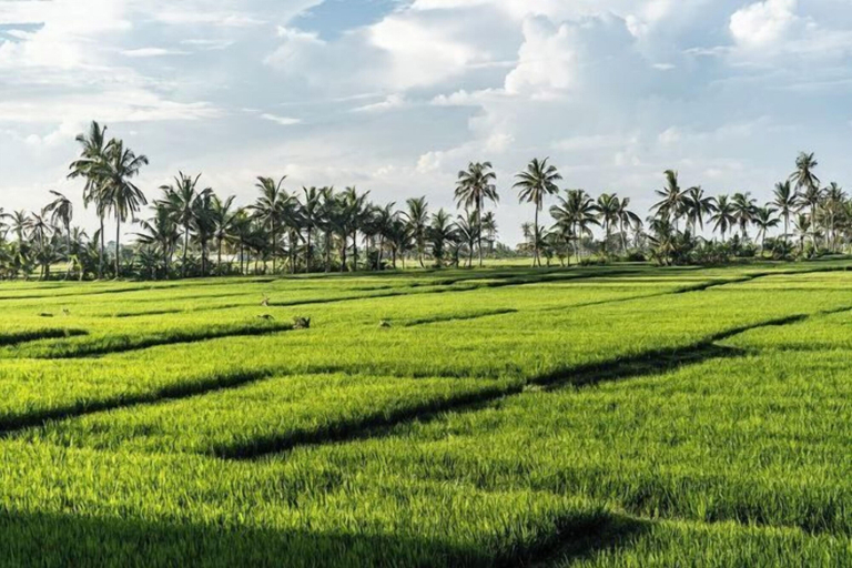 Miscellaneous, Ocean View Villa with Rice Field View, Tabanan