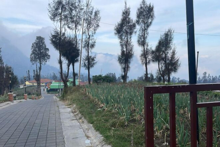 Property grounds, Homestay Semesta Bromo, Probolinggo