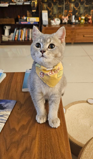 Others 5, Smokey Cat B&B, Taitung