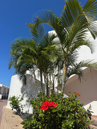 Public Area 2, Malibu Park, Santa Cruz de Tenerife