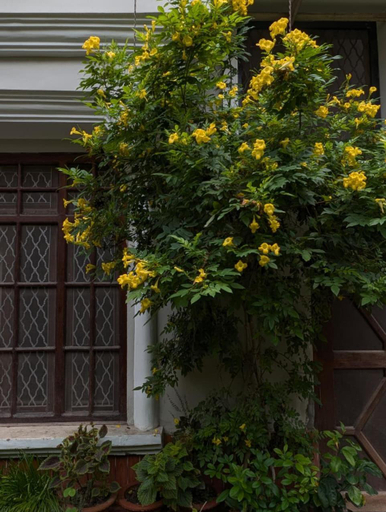 Exterior & Views 1, PAARIJAAT Homestay & Guesthouse, Faizabad