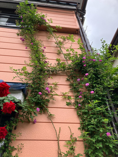 Others 5, 藤紫FujiMurasaki Japanese classic House, Katsushika
