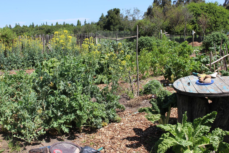 Garden, Kula Malaika Foundation, Eden