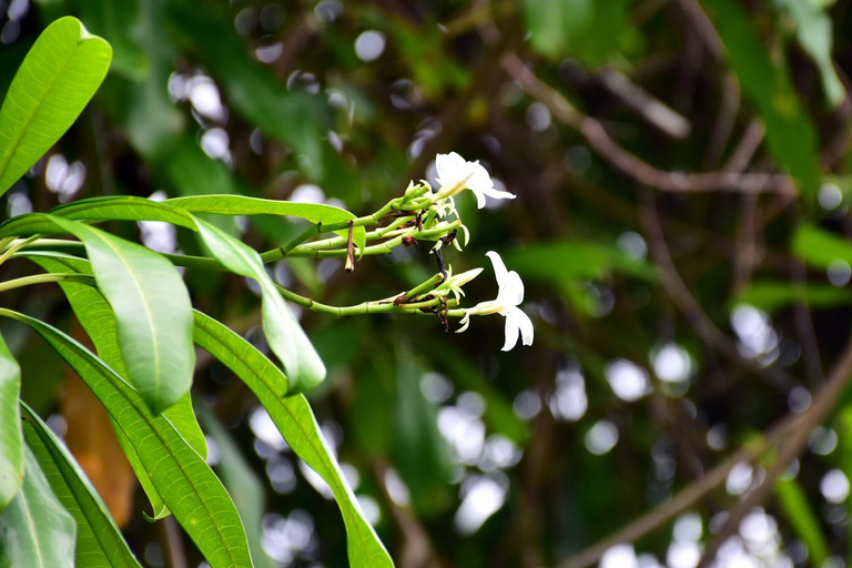 Others 5, Eagle Villa - Hikkaduwa, Hikkaduwa