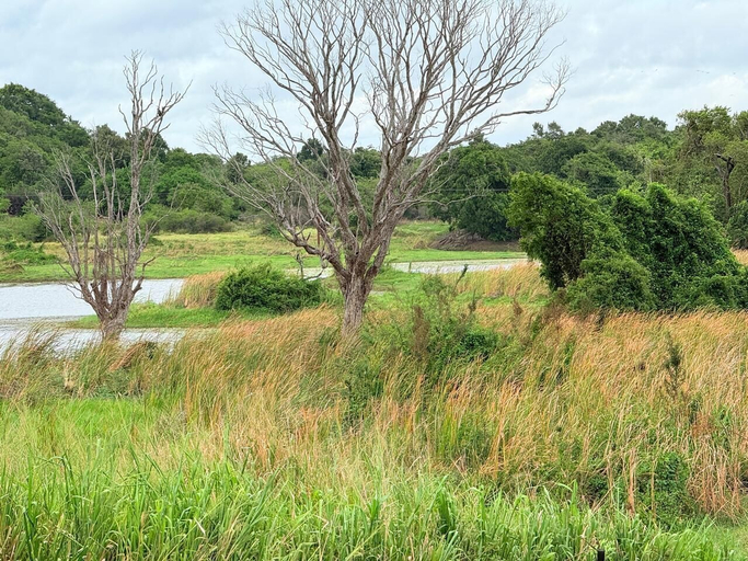 View from property, Kolla Watersong Eco Cabana resort, Dambulla