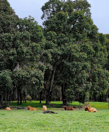 View from room 4, Lakebrook Country Escape, Nannup