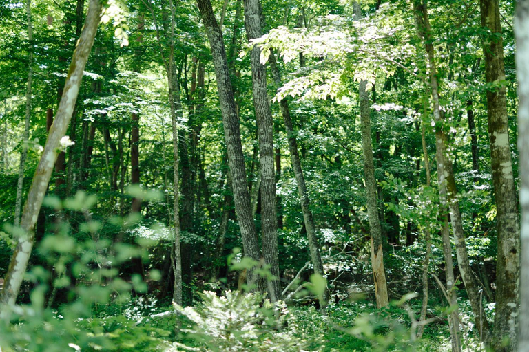 Others 3, ASH Villa Fujikawaguchiko, Narusawa