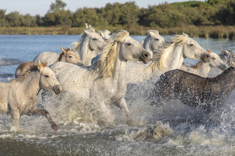 Exterior 4, Blue Camargue - Le Grau du Roi, Gard