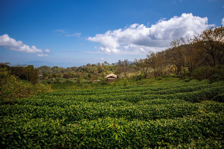 Garden 4, Doi Inthanon Tea Farmstay, Chom Thong