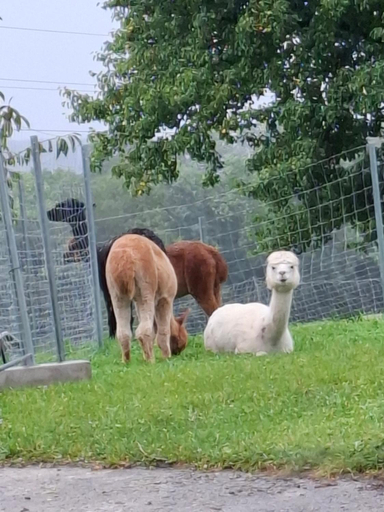 Others 3, Wildkraut's Krauter- und Alpakabauernhof, Steyr Land