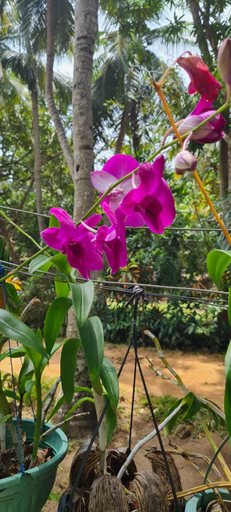 Others 5, Yala Beach Resort Kirinda, Thissamaharama