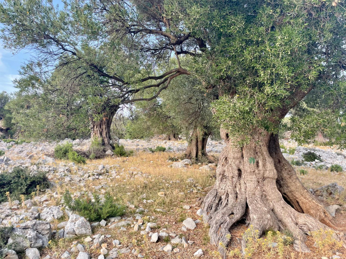 Facilities, Villa Riba, Novalja