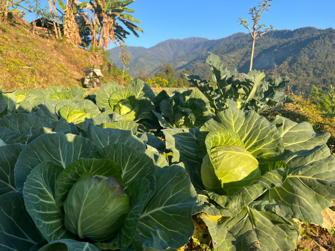 Surrounding environment 4, The Tranquil Farm Stay, Darjiling