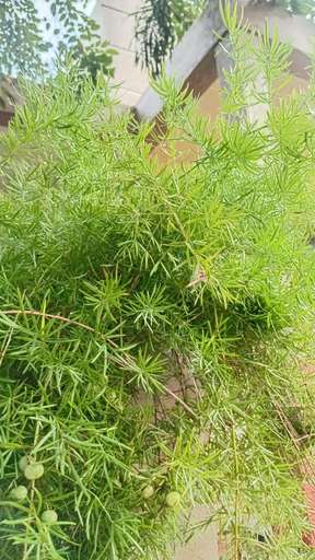 Others 5, Leaf Dew Resort, Mihinthale