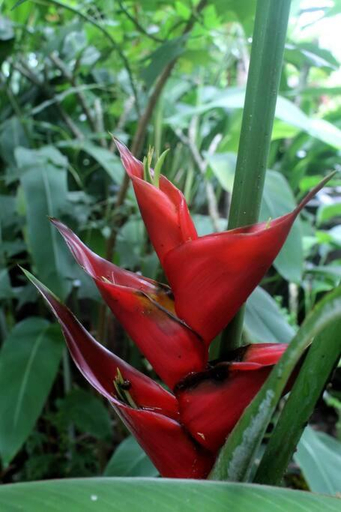 Food & Drinks 5, Cozy Wayan Sueta's Garden Villa 1, Badung