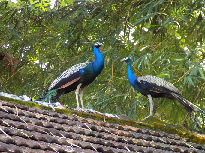 Others 1, Elphinstone Residency, Ernakulam